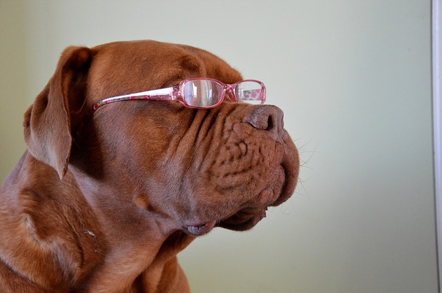 dog with glasses